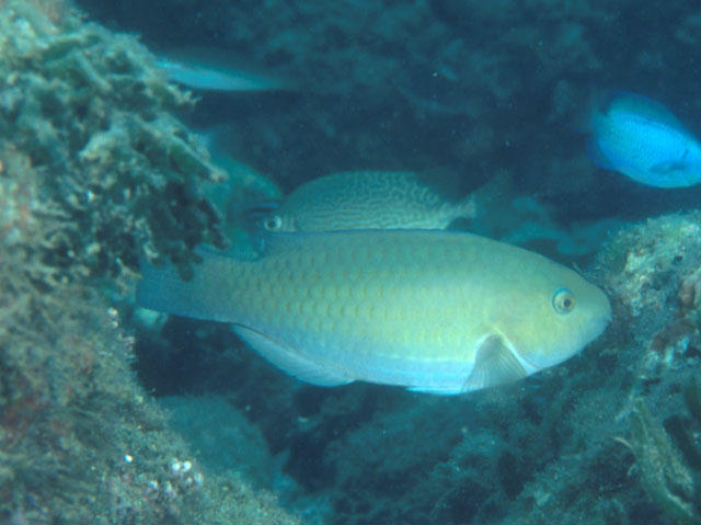 Scarus rivulatus